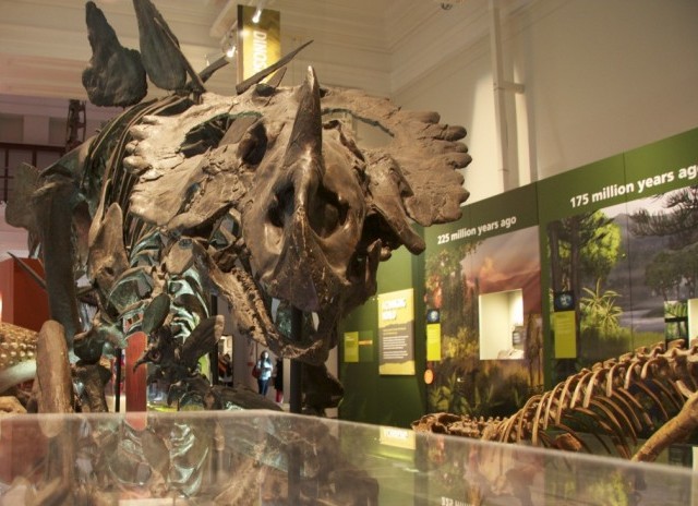 The Australian Museum