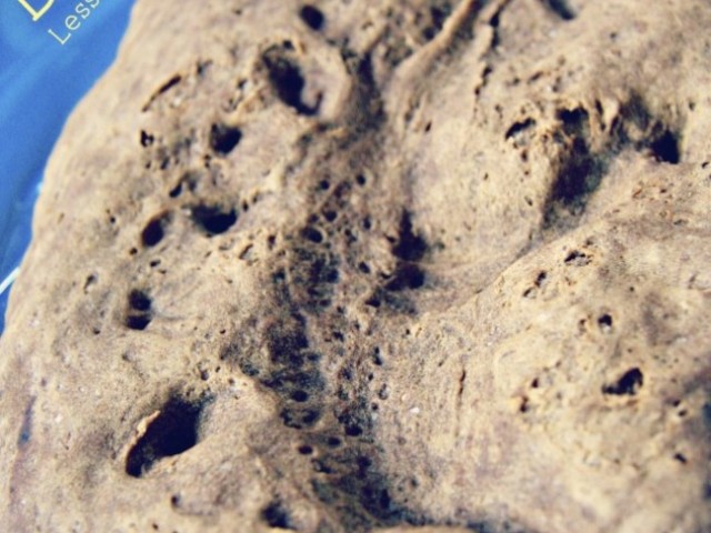 DIY: Dinosaur Fossils