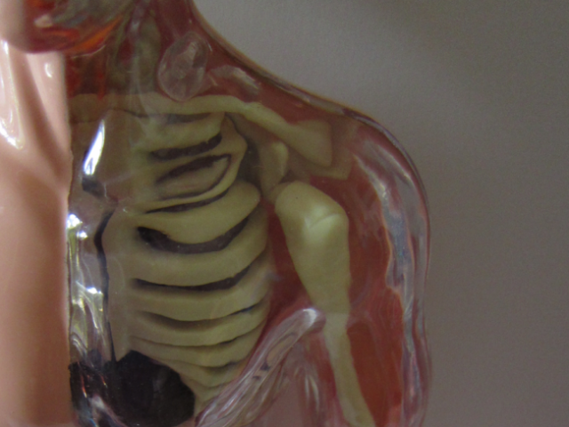 Skeletons: Preschool Science
